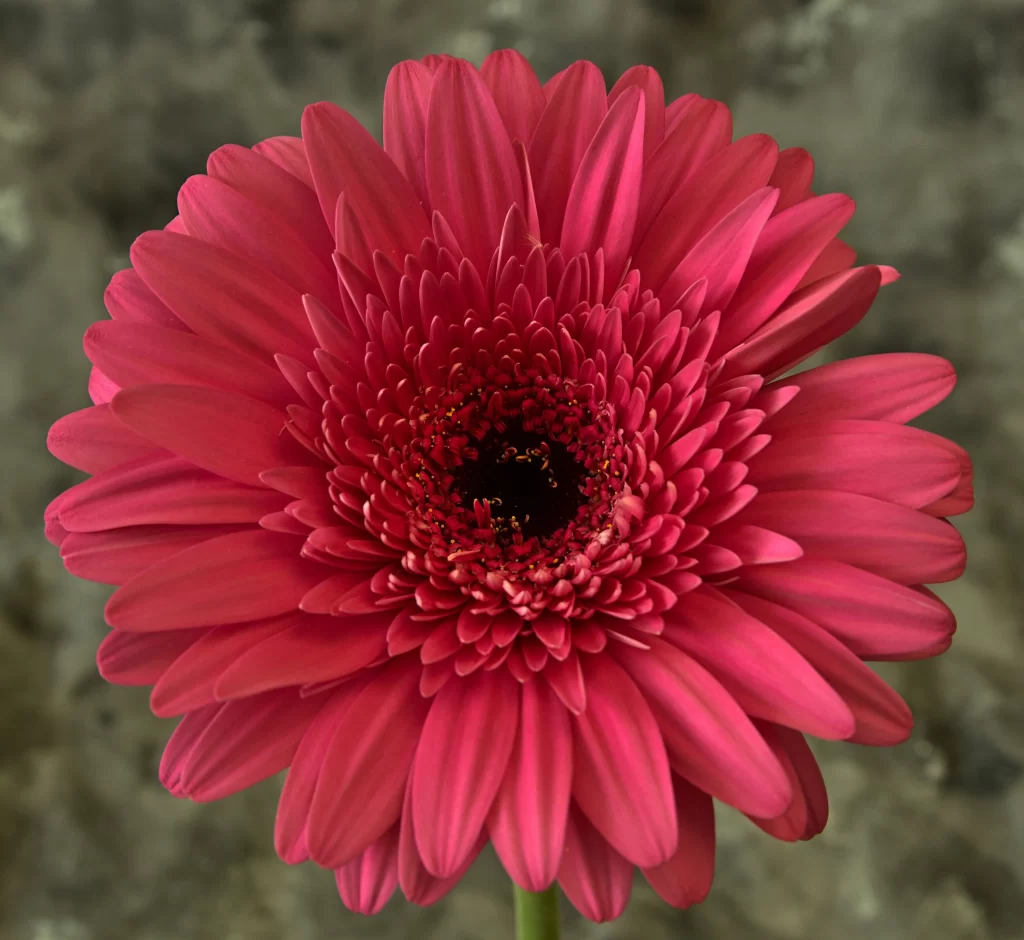 Pink Chrysanthemum Petals Center warm Texture