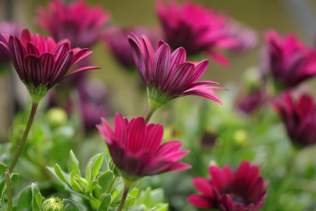 Pink Chrysanthemum Petals Stripes Green Leaves