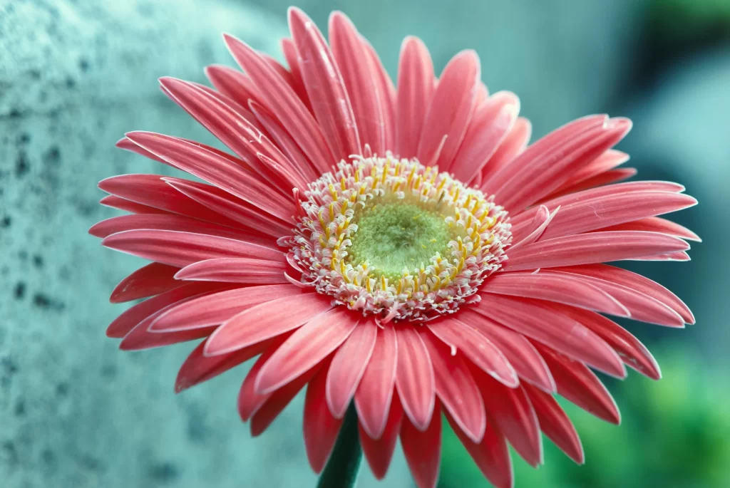 Pink Chrysanthemum Petals Yellow gray Center