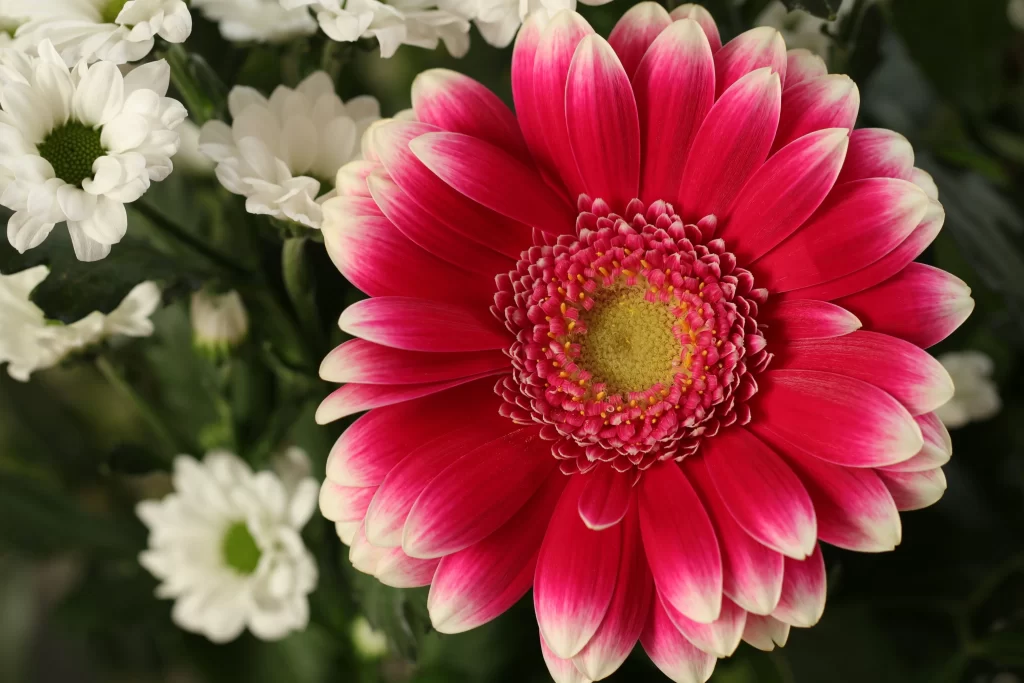 Pink Chrysanthemum Petals Yellow Center White Flowers