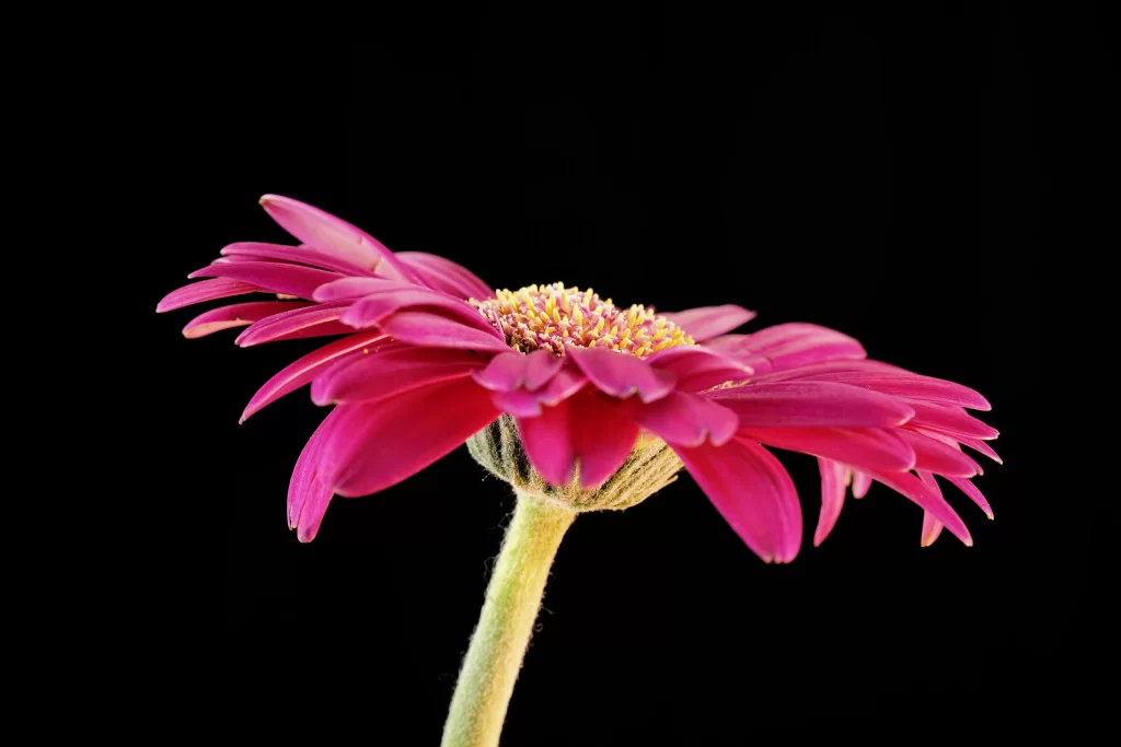 Pink Chrysanthemum Petals Yellow Center Black Background