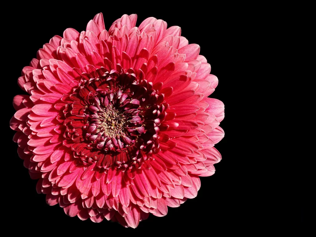 Pink Chrysanthemum Petals Center Dark Background