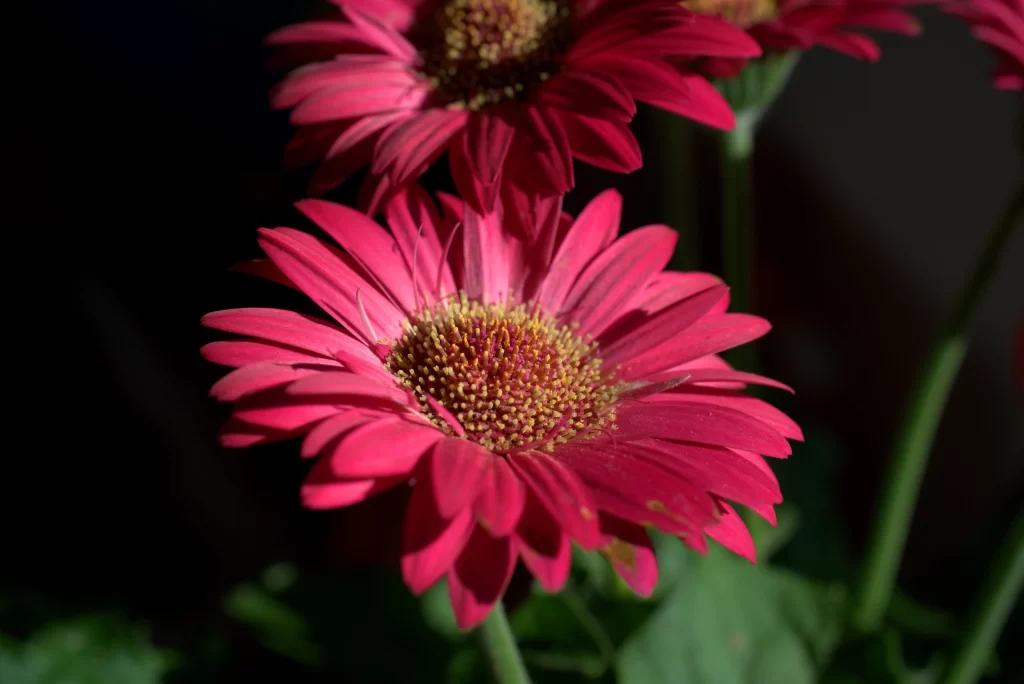 Pink Chrysanthemum Petals Yellow Center Green warm Leaves