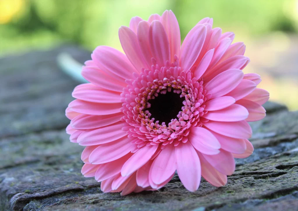 Pink Chrysanthemum Petals Center gray Texture