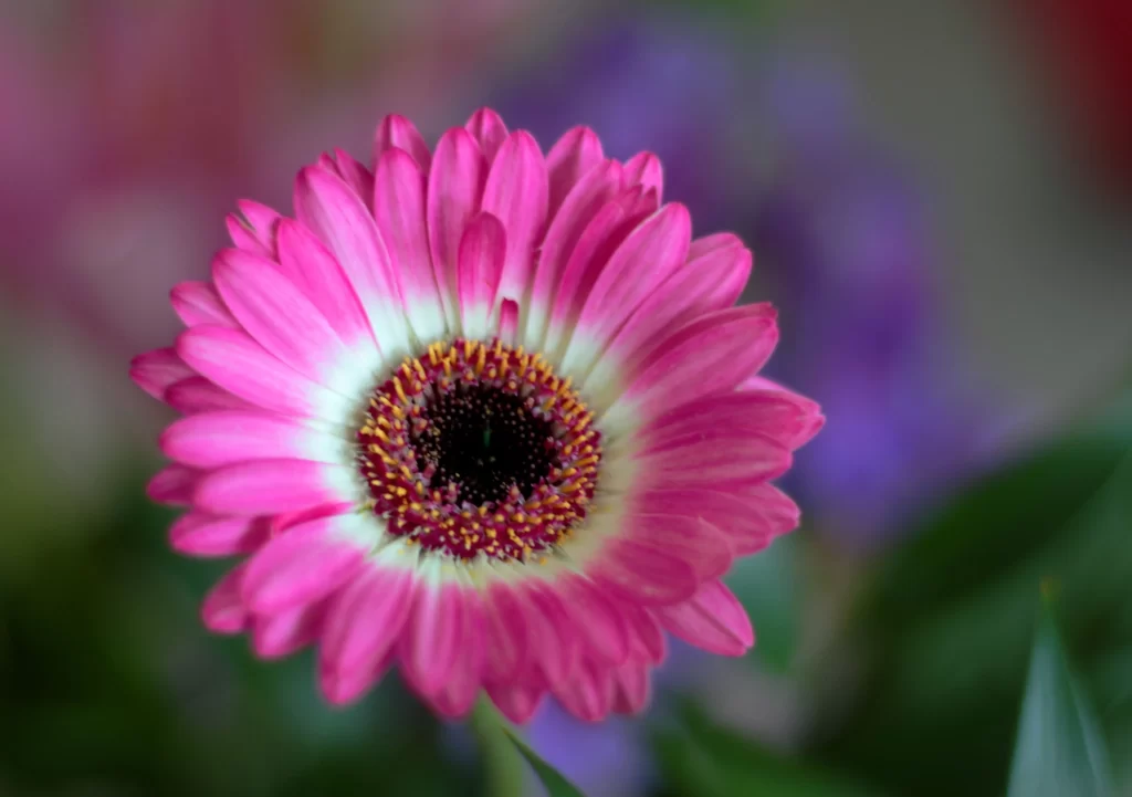 Pink Chrysanthemum Petals Yellow Center Dark Core