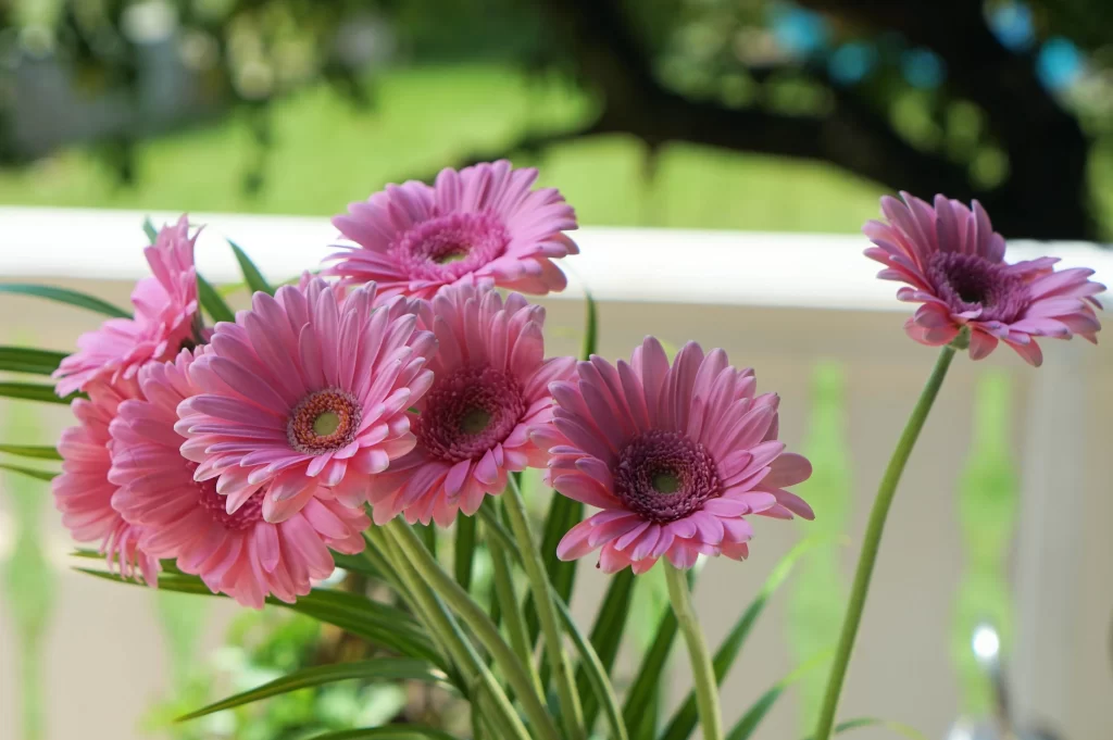 Pink Chrysanthemum Petals Blooming Sunlight