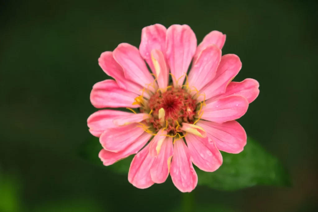 Pink Chrysanthemum Petals Yellow Center Green gray Leaves