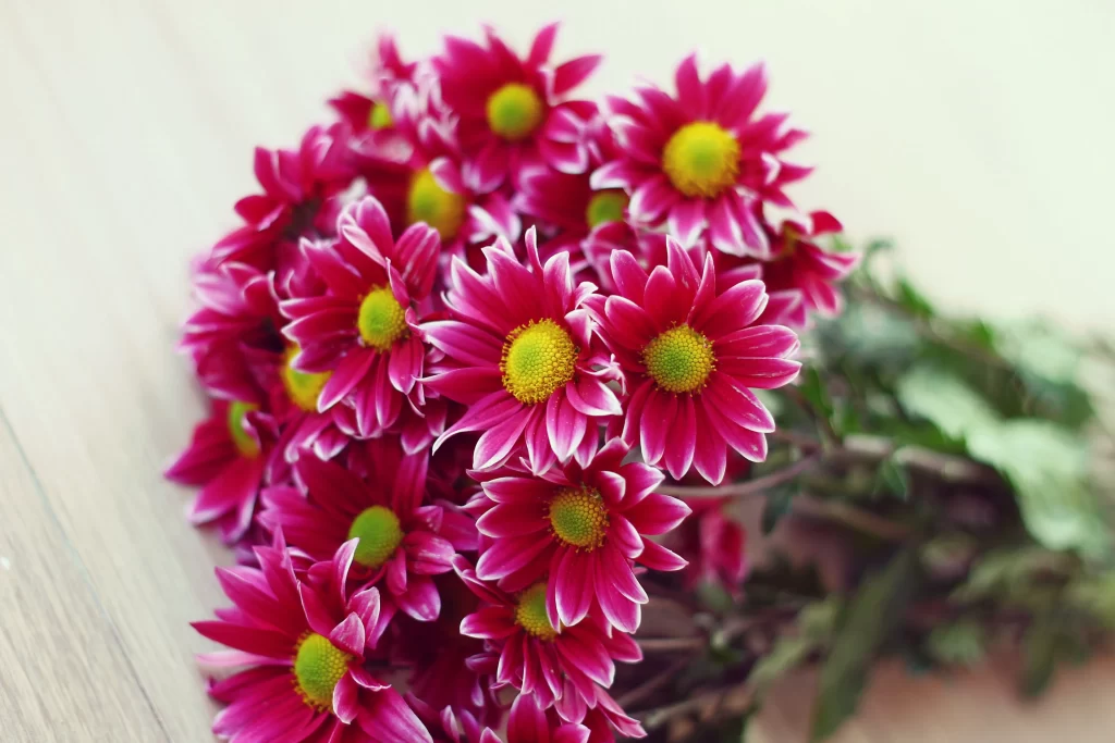 Pink Chrysanthemum Petals Yellow warm Center