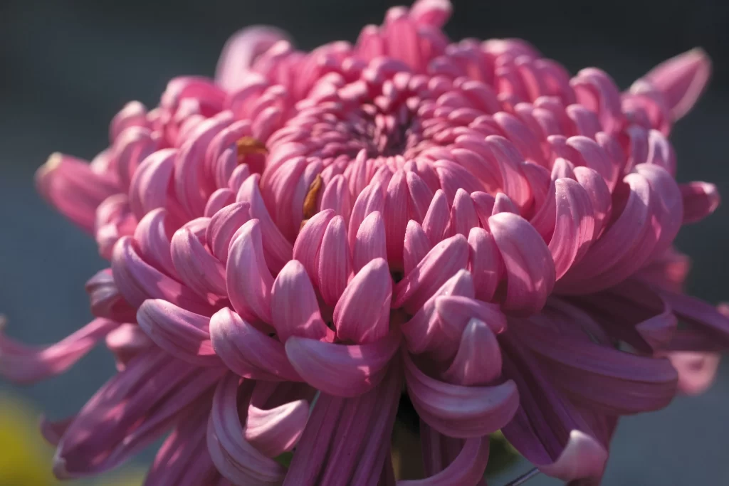 Pink Chrysanthemum Petals Curved Dense