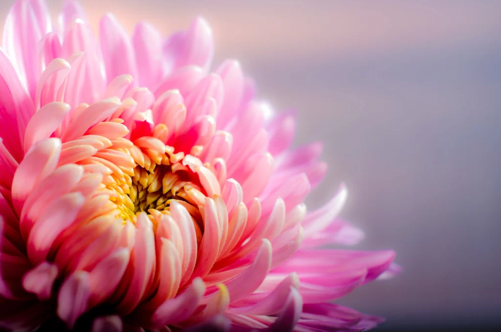 Pink Chrysanthemum Petals Yellow Center Soft Focus