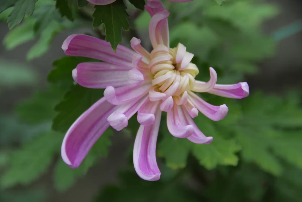 Pink Chrysanthemum Petals Curved Blooming