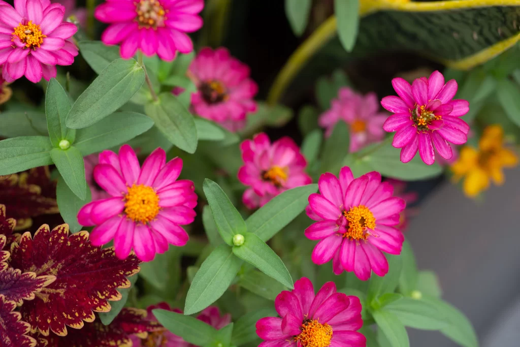 Pink Chrysanthemum Petals Yellow Center Green warm Leaves