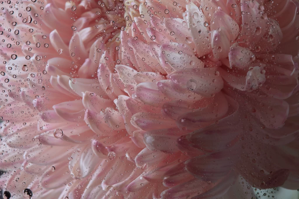 Pink Chrysanthemum Petals Waterdrops Delicate Softness