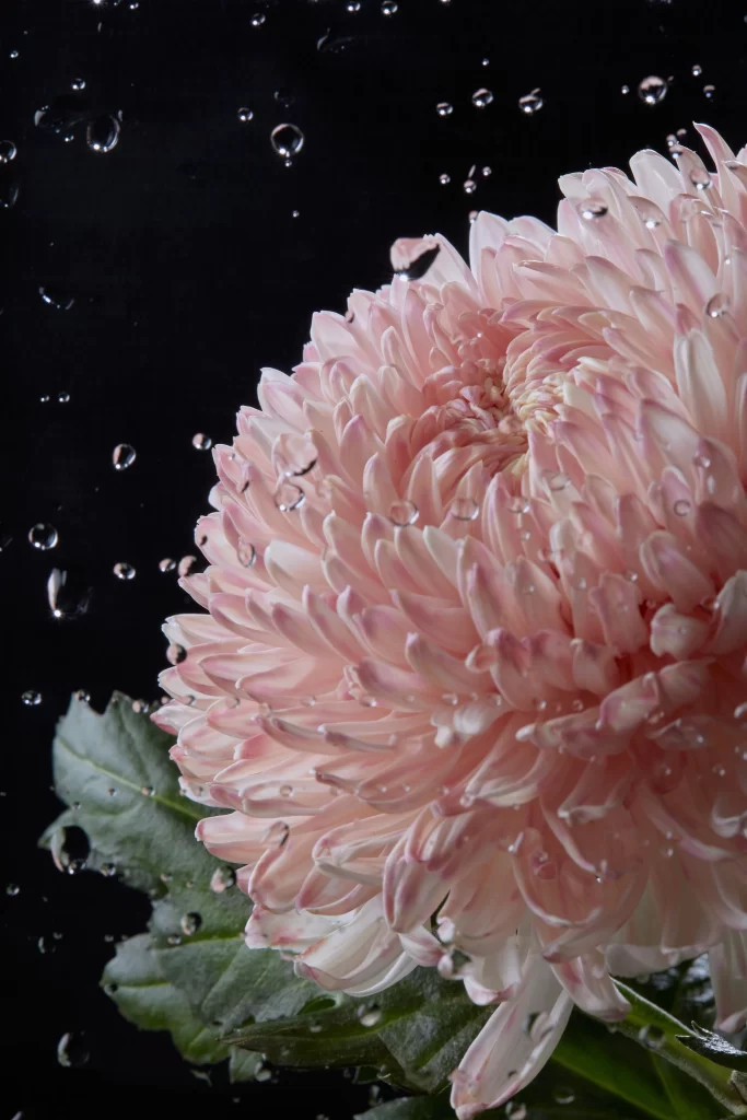 Pink Chrysanthemum Petals Waterdrops Green Leaves