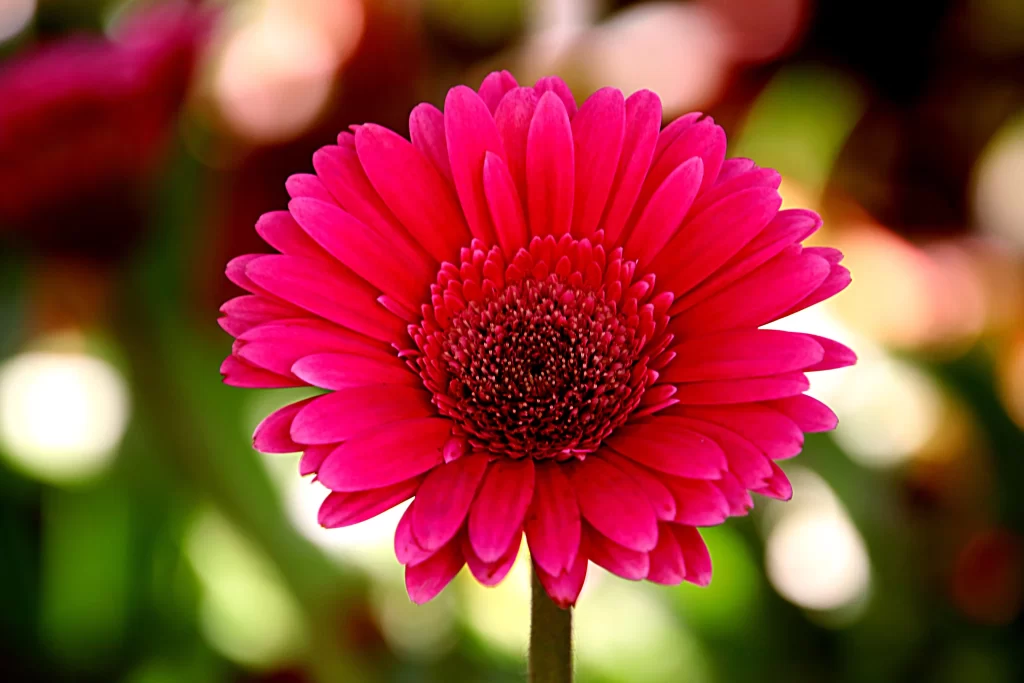 Pink Chrysanthemum Petals Center Round