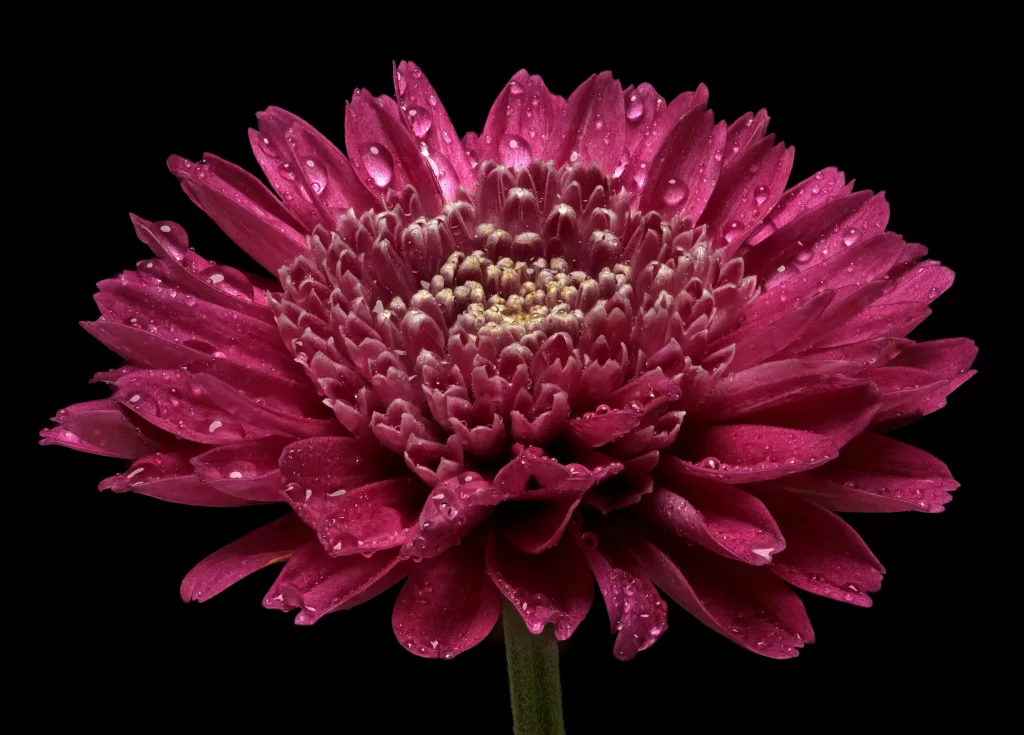 Pink Chrysanthemum Petals Dewdrops Black Background
