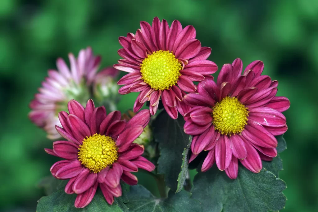 Pink Chrysanthemum Petals Yellow Center Green gray Leaves