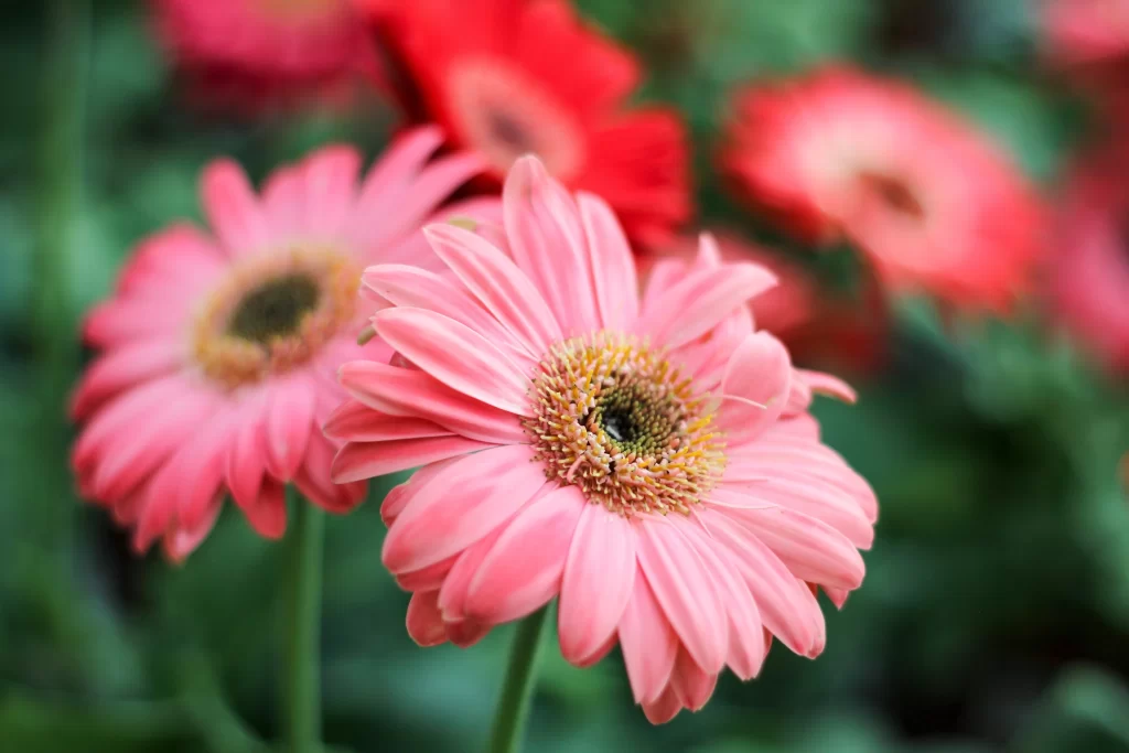 Pink Chrysanthemum Petals Yellow Center warm Garden