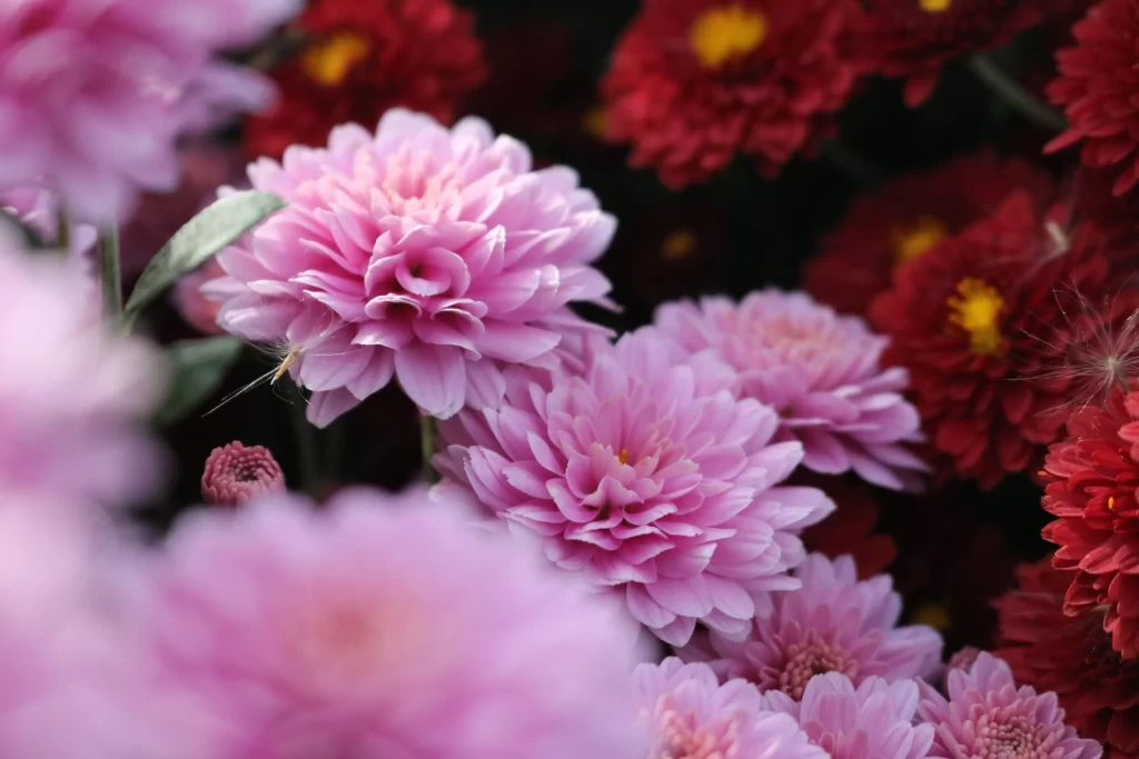Pink Chrysanthemum Petals Red Yellow Center