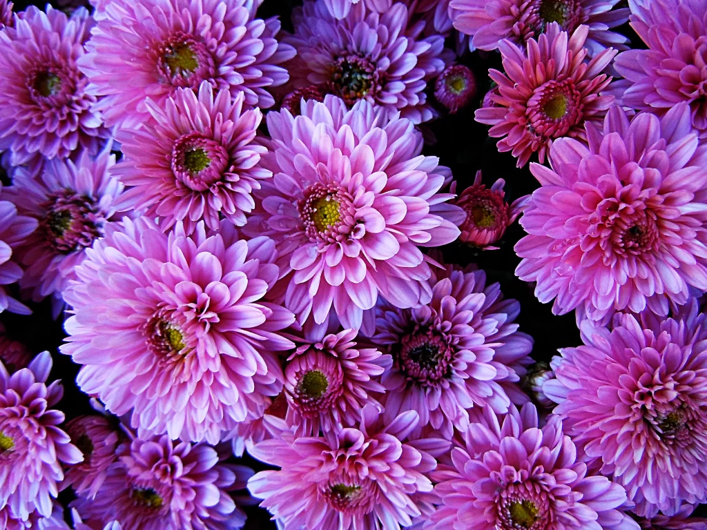 Pink Chrysanthemum Petals Dense Cluster