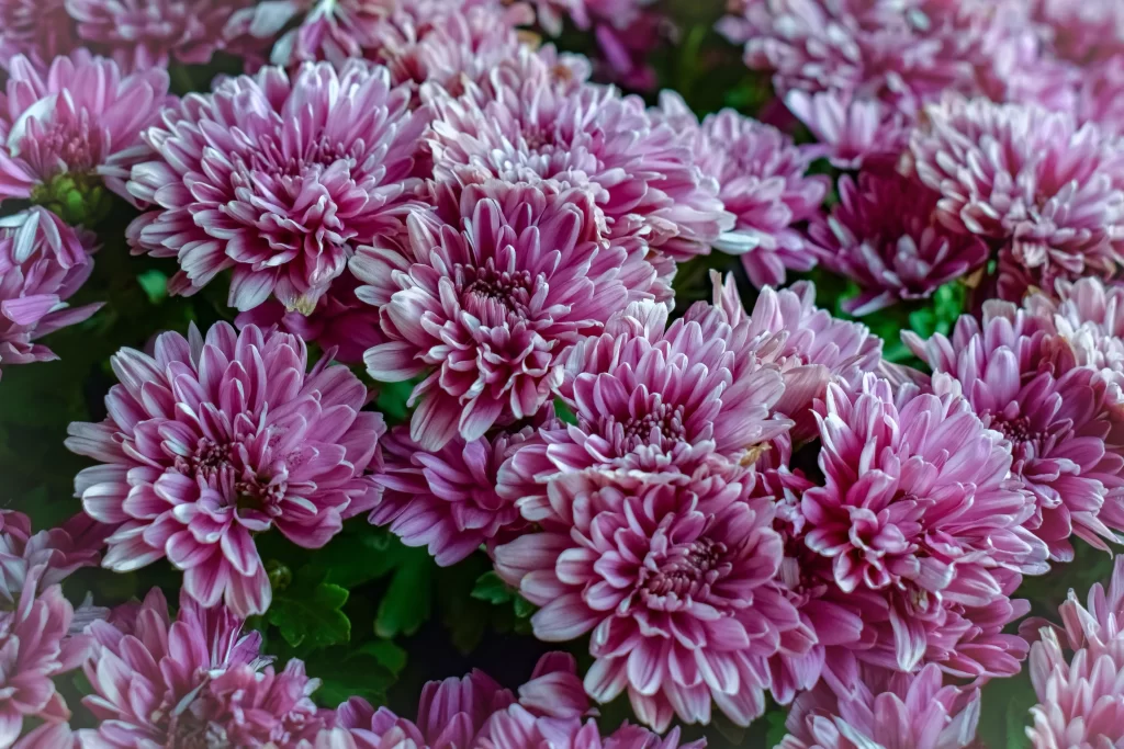 Pink Chrysanthemum Petals Dense Blooms