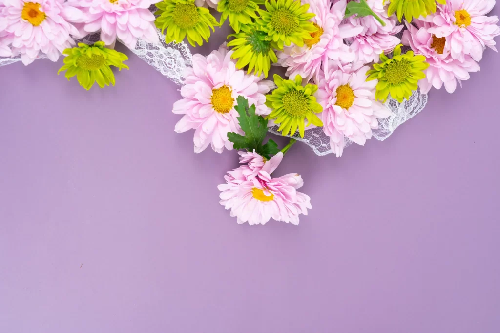 Pink Chrysanthemum Yellow Daisies Petals Purple Background Lace