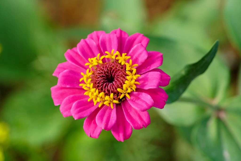 Pink Chrysanthemum Yellow Center Petals Garden