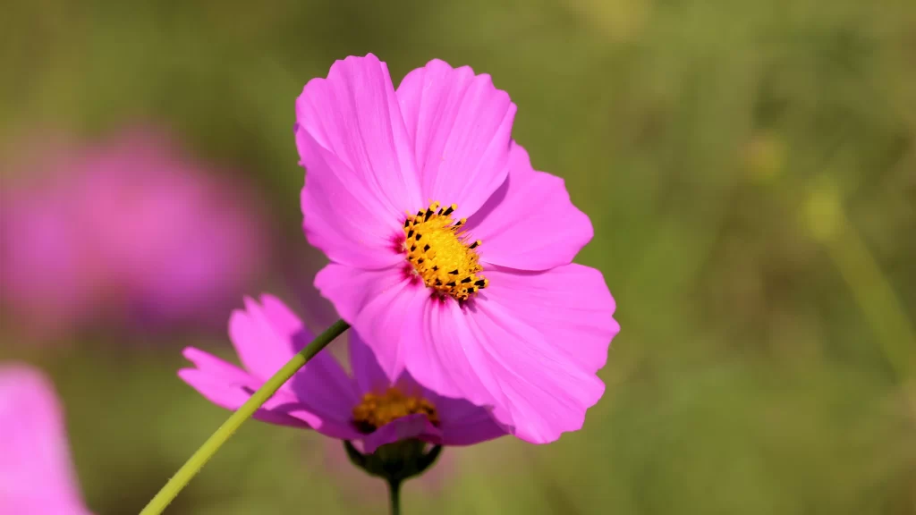 Pink Cosmos Petals Yellow Center Green Background