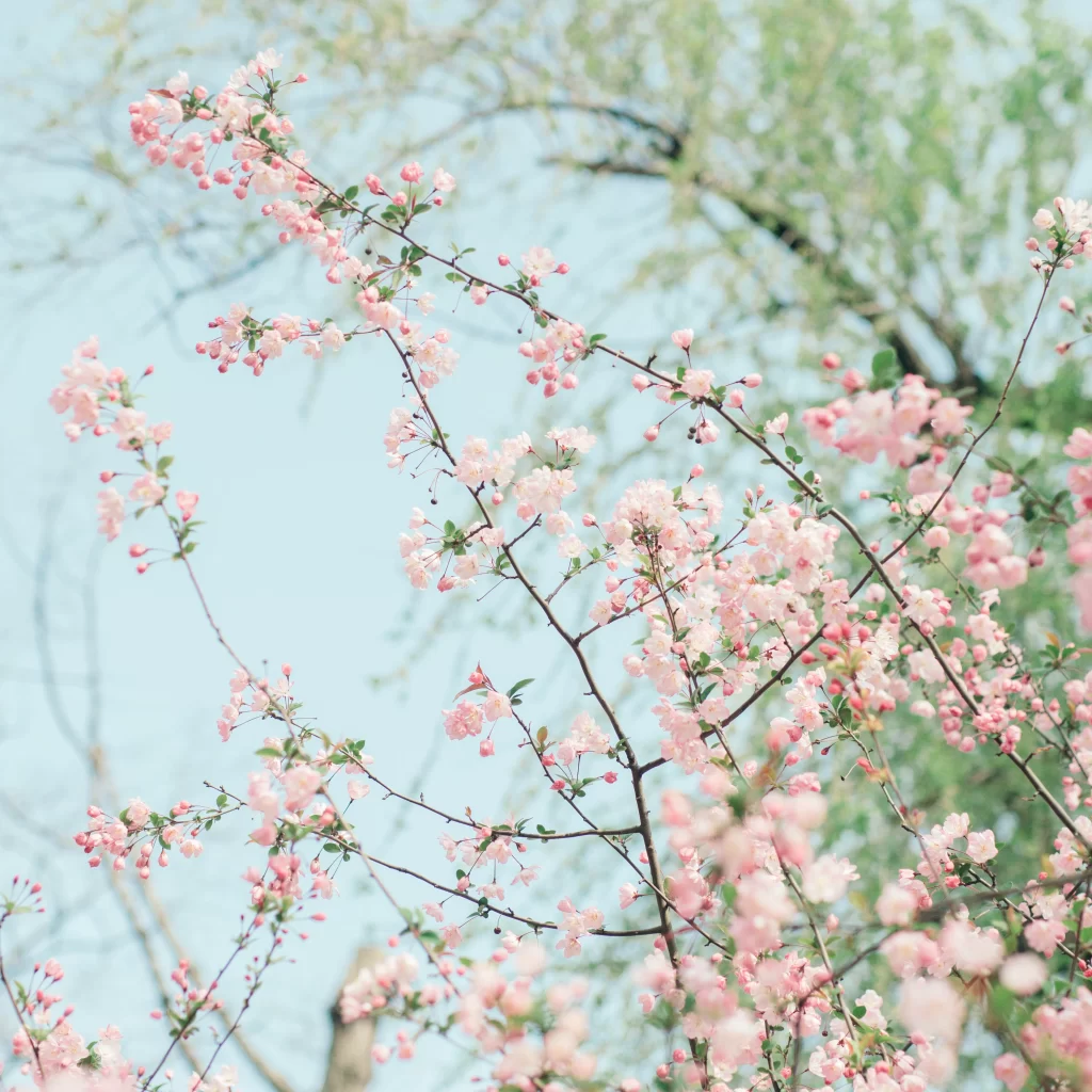 Pink Crabapple Blossom Delicate Petals Branches
