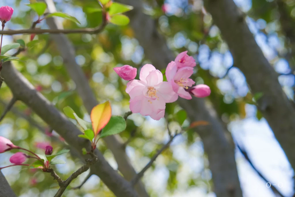 Pink Crabapple Blossom Petals gray Branches