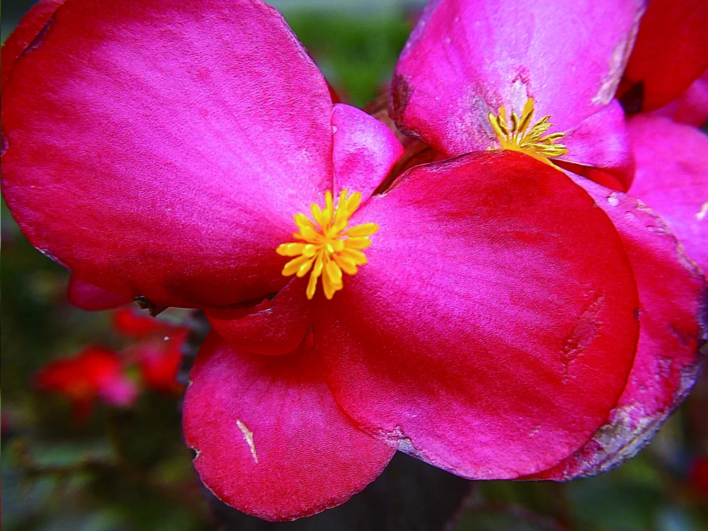 Pink Crabapple Blossom Petals Yellow warm Stamen