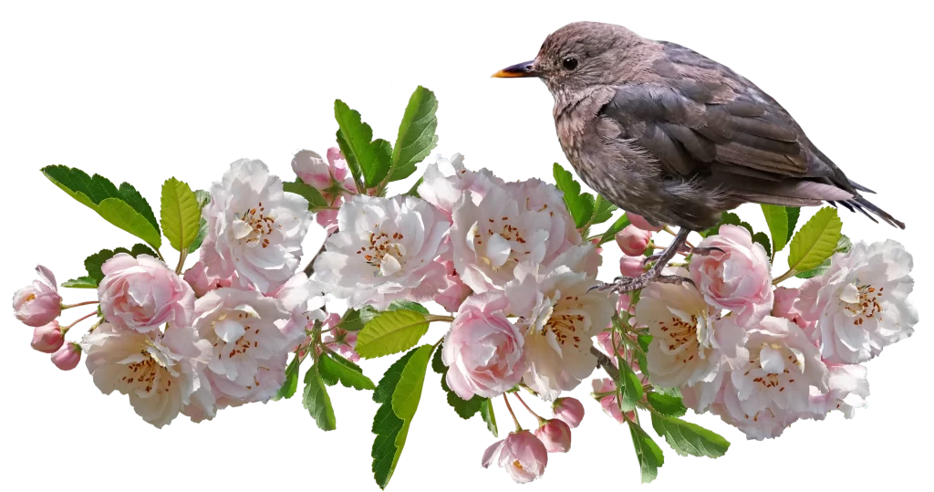 Pink Crabapple Blossom Petals Green gray Leaves