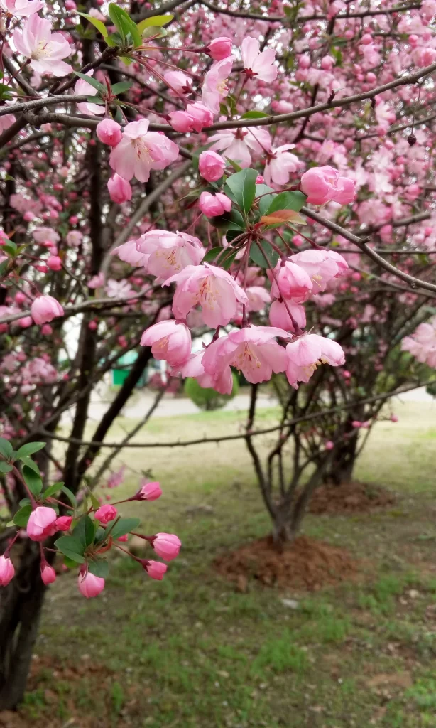 Pink Crabapple Blossom Petals Blooming gray Branches