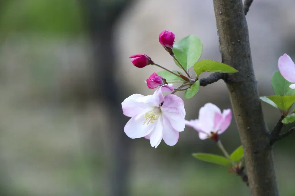 Pink Crabapple Blossom Petals Bud gray Branch