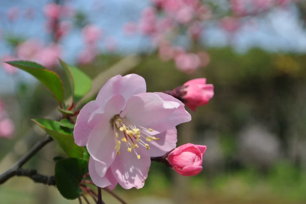 Pink Crabapple Blossom Petals gray Stamens