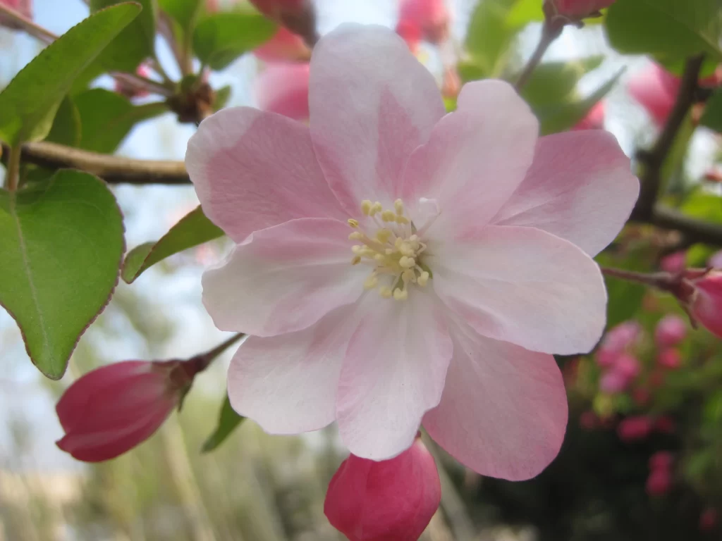 Pink Crabapple Blossom Petals Yellow gray Stamen