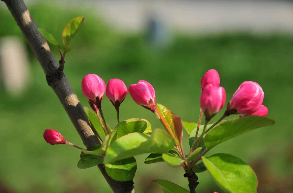 Pink Crabapple Blossom Petals warm Branch