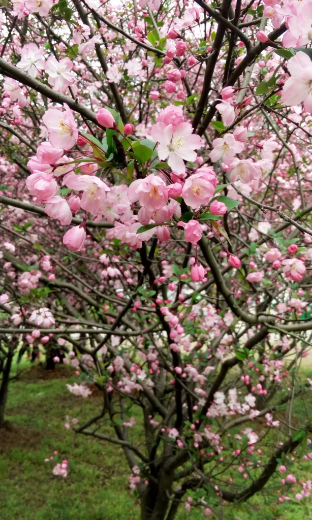 Pink Crabapple Blossom Petals gray Branches