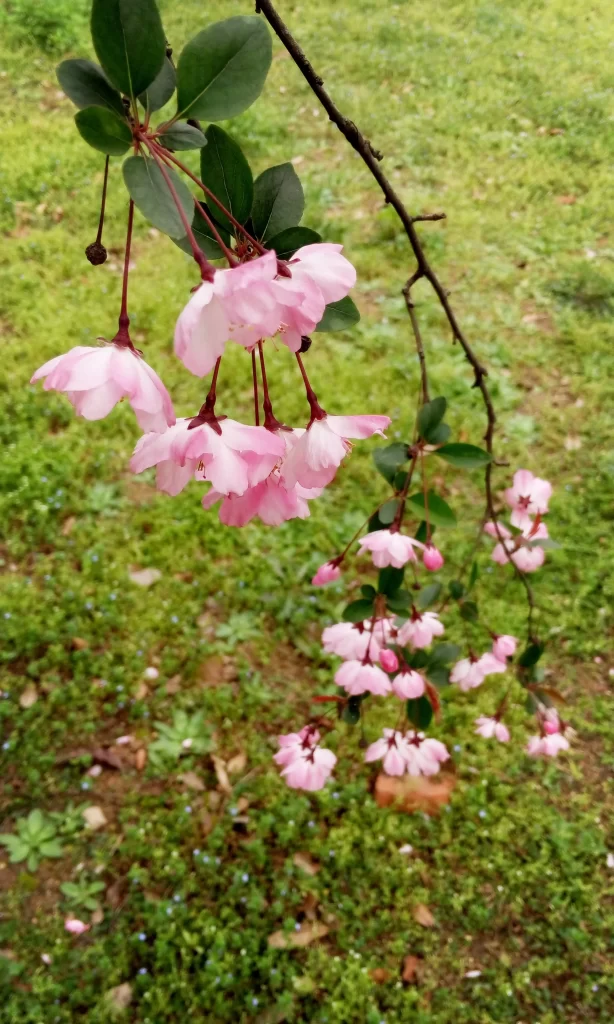 Pink Crabapple Blossom Petals Branch Greenery