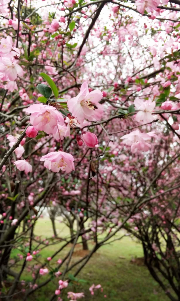 Pink Crabapple Blossom Petals gray Branches