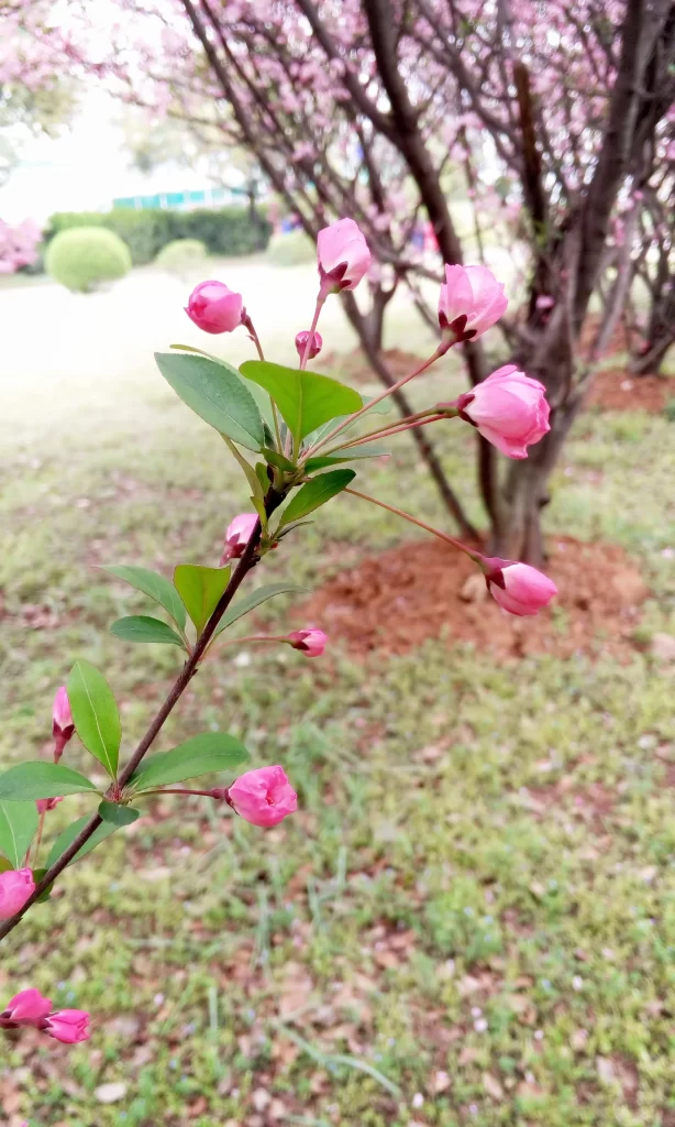 Pink Crabapple Blossom Petals gray Branches
