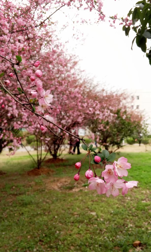 Pink Crabapple Blossom Petals gray Branches