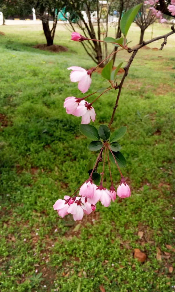 Pink Crabapple Blossom Petals warm Branch