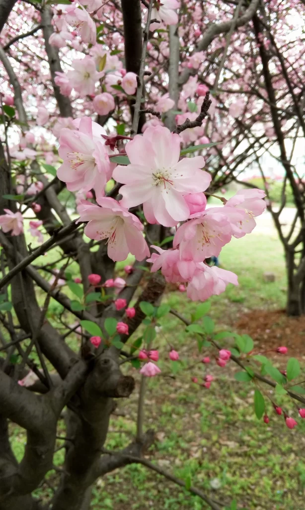 Pink Crabapple Blossom Petals Blooming Tree