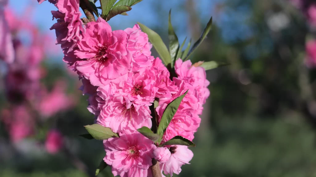 Pink Crabapple Blossom Petals warm Branch
