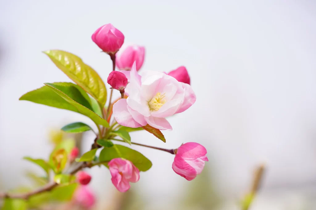Pink Crabapple Blossom Petals Bud Green gray Leaves