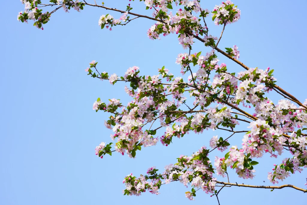 Pink Crabapple Blossom Petals Branches Blue gray Sky