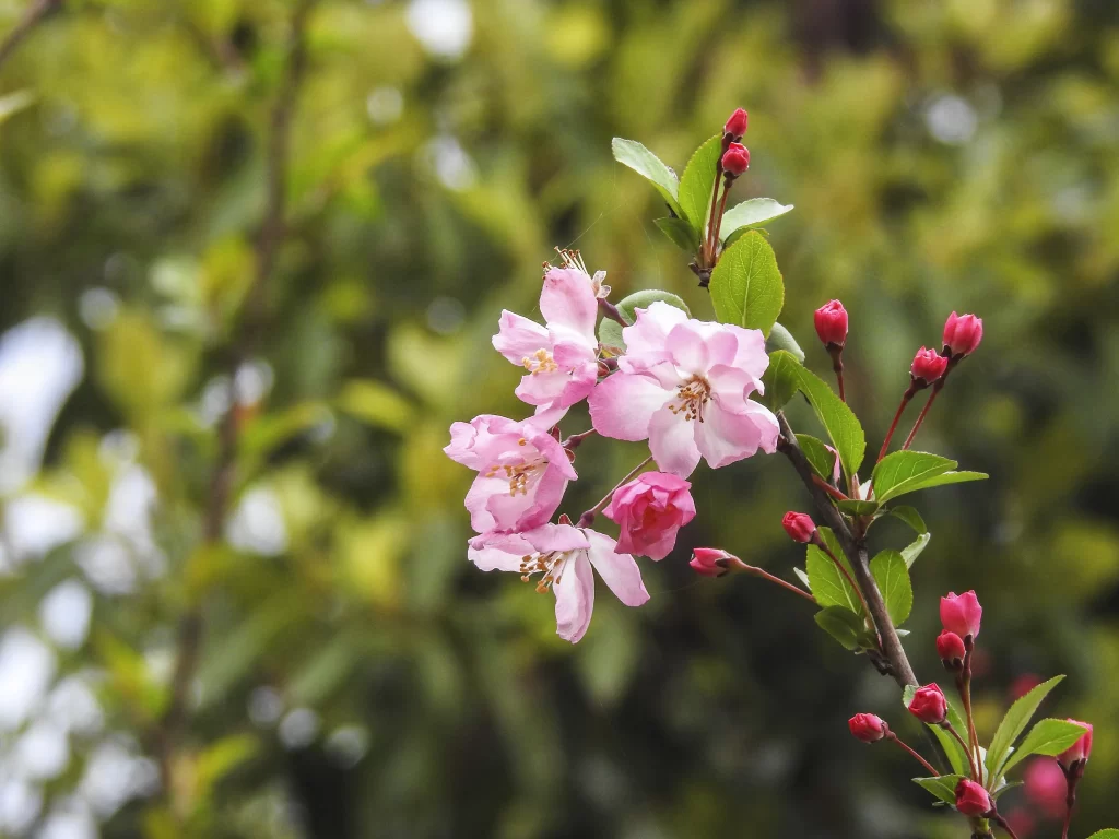 Pink Crabapple Blossom Petals Buds Green warm Leaves