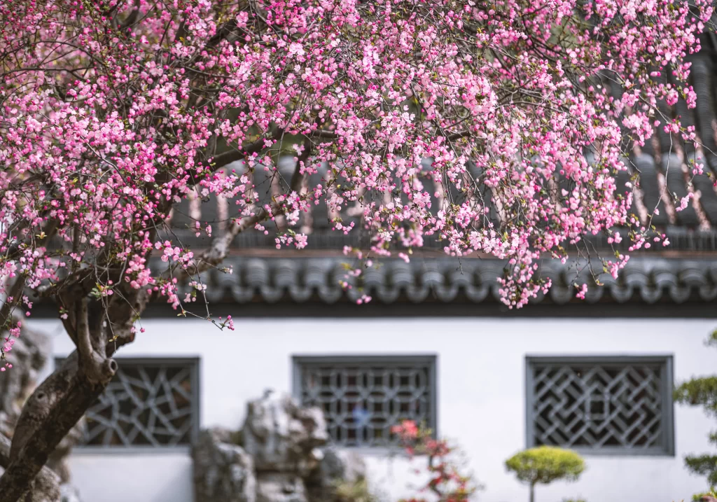 Pink Crabapple Blossom Petals gray Tree