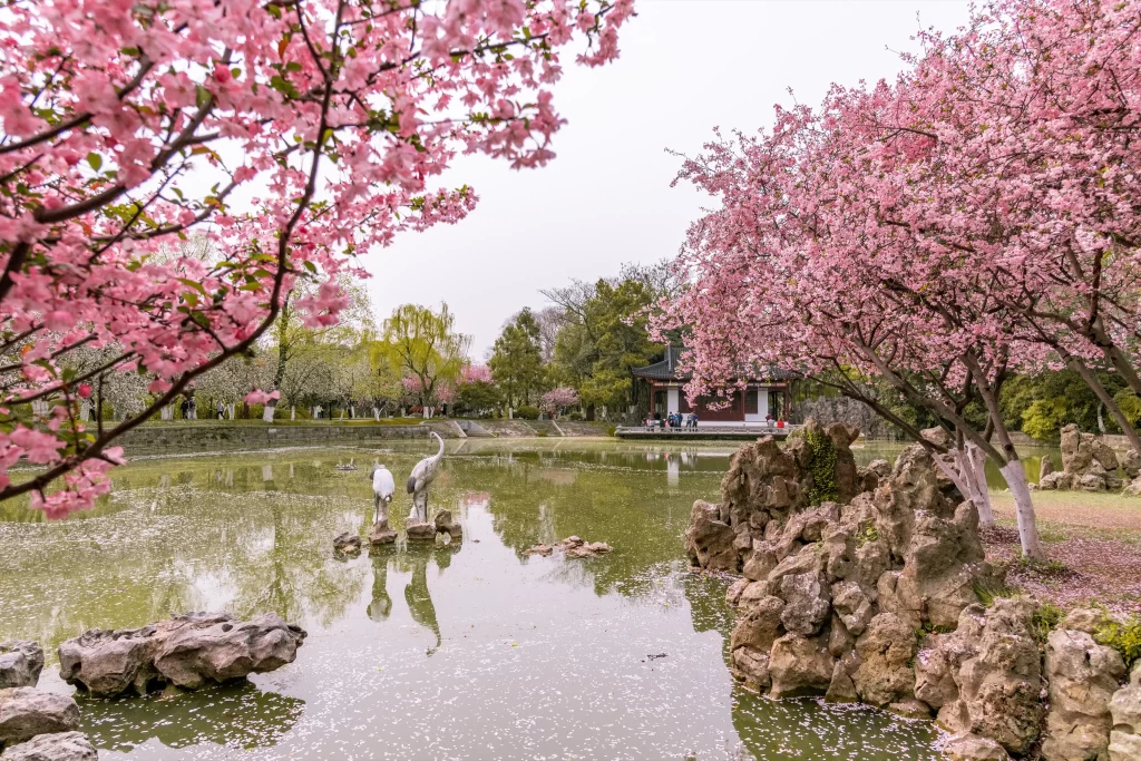 Pink Crabapple Blossom Petals gray Tree